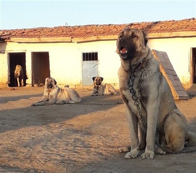 damızlık ayıboğan kangal