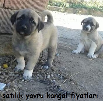 satılık bir aylık kangal yavrusu