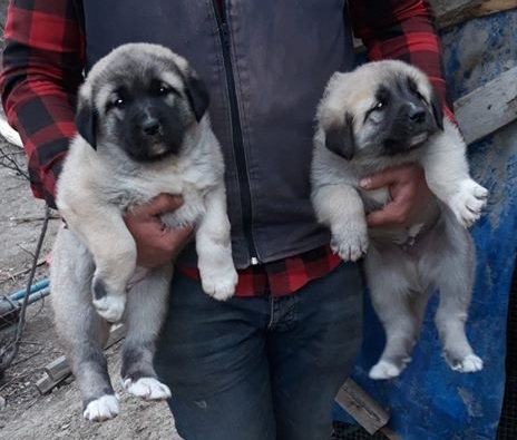 KOCA KAFALI KANGAL YAVRUSU SATILIK