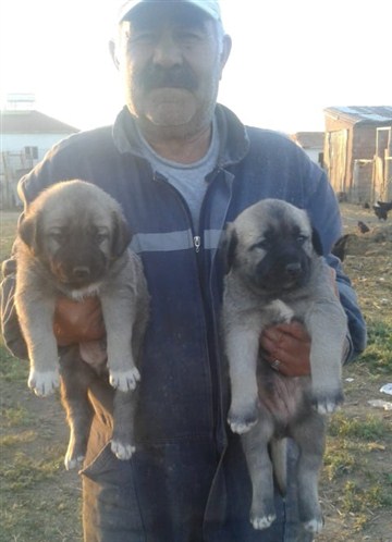 Ayıboğan kangal köpeği satışları