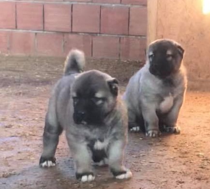 başı büyük kangal
