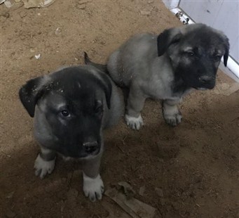 Akbaş kangal fiyatları