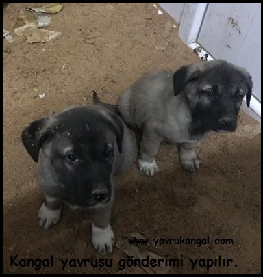  kangal yavrusu gönderimi yapılır