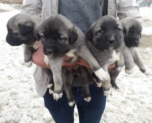 Çoban köpekleri satılık fiyatları