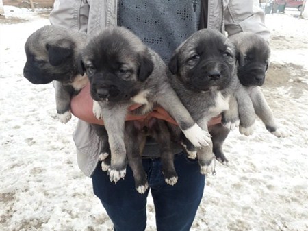 satılık erkek yavru kangal
