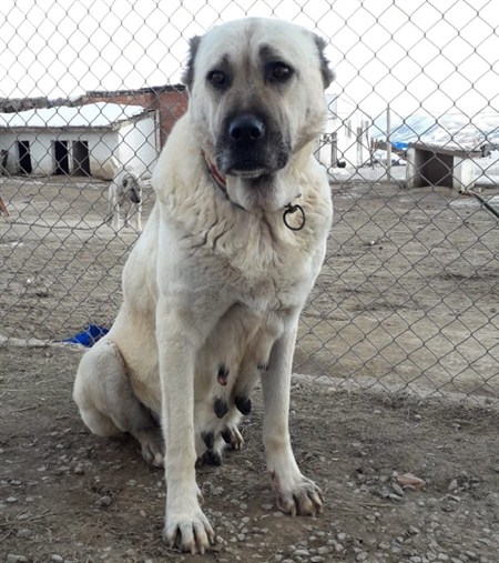 satılık kangal dişi