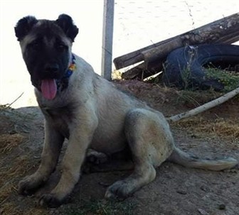 orijinal kangal yavrusu fiyatları