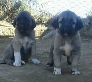 kangal köpeği yavrusu satılık ilanları 2021