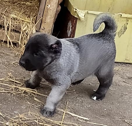 ucuz kangal köpeği satılık
