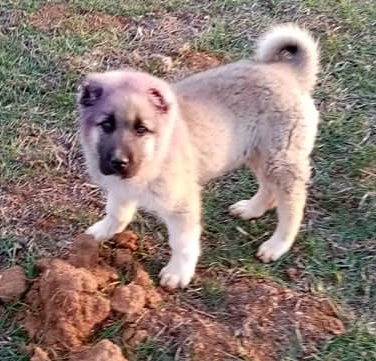 yavru kangal satılık fiyatları 