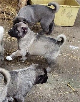 satıştaki kangal yavruları