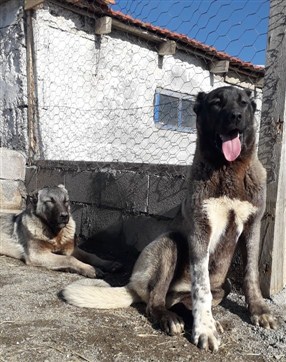 satılık kangal yavrusu fiyatları 5 aylık 