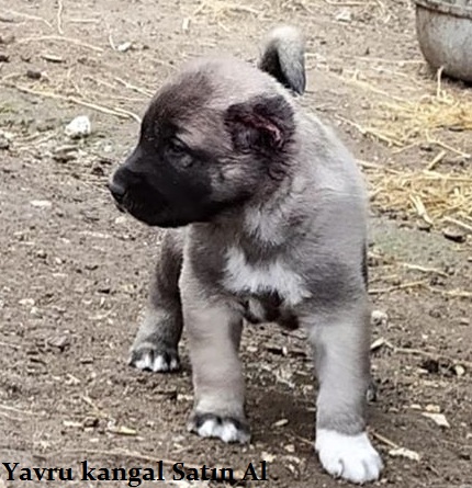 Kangal yavrusu satılık resimleri