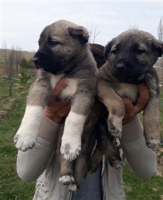 satılık altınyayla kangal