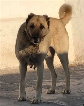 satılık kurtboğan dişi kangal