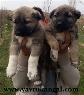 satılık kangal köpeği yavrusu fiyatları 2021 