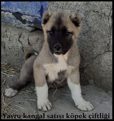 ulaş kangal çiftliği