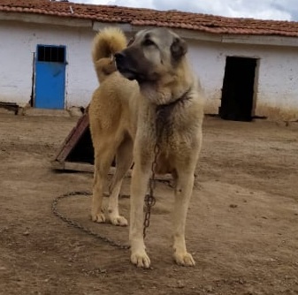 satılık dişi köpek