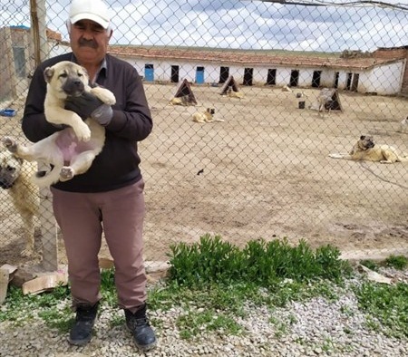 SİVAS KANGALI KÖPEK DÜNYASI