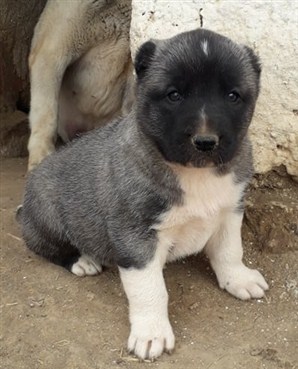 satılık 1 aylık kangal yavrusu