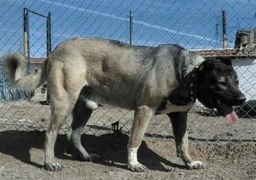erkek kangal ilanları satılık
