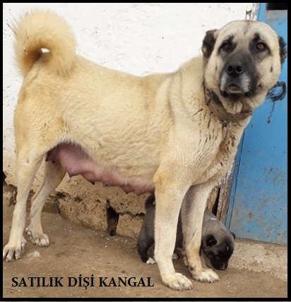 SATILIK DİŞİ KANGAL KÖPEK