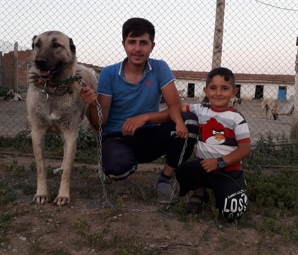 Safkan dişi kangal