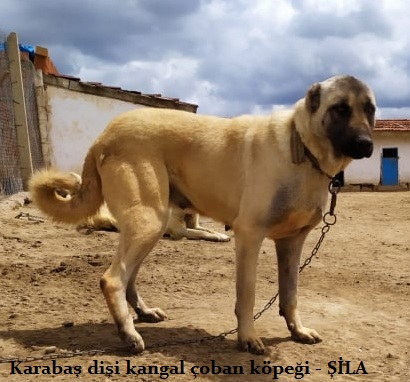 Dişi kangal köpeği satılık