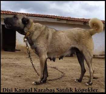 En güzel dişi kangal köpekleri