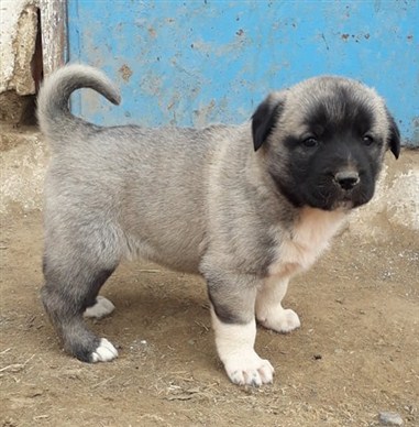 Kangal yavrusu resimleri 2020