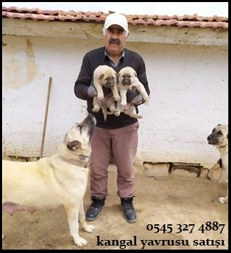 satılık kangal 2021