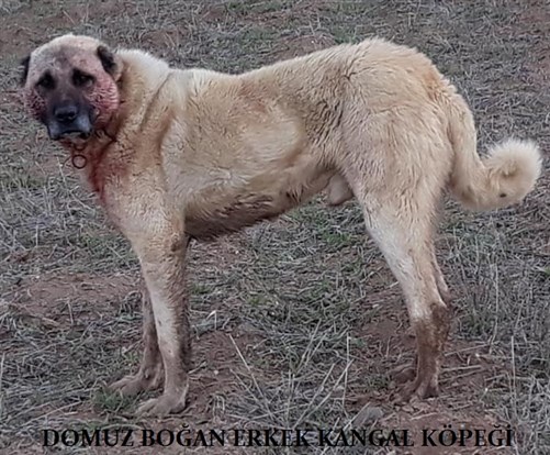 DOMUZ BOĞAN KANGALLAR