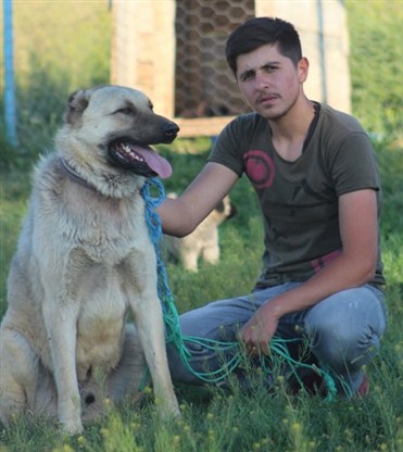 dişi kangallar
