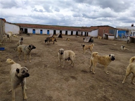 satılık dişi kangal