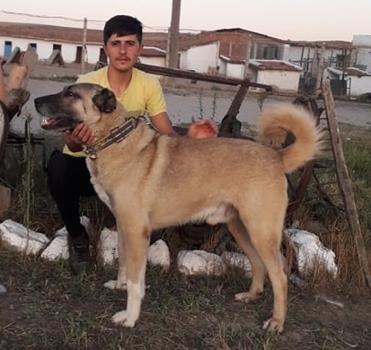 erkek satılık kangalların fiyatları