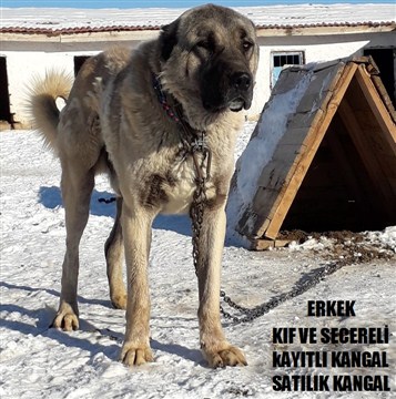 SECERELİ KANGAL SATILIK