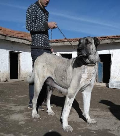 satılık sürü köpekleri