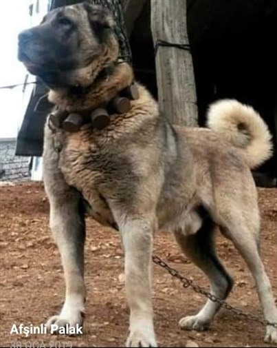 damızlık kangal köpekleri
