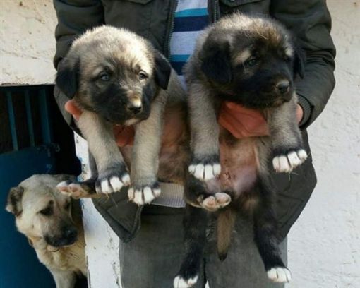 yavru kangal gönderimi