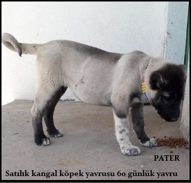 ücretsiz panter kangal ilanları ve sahiplendirme