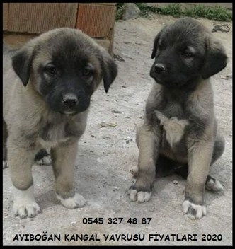 en ucuz kangal fiyatları