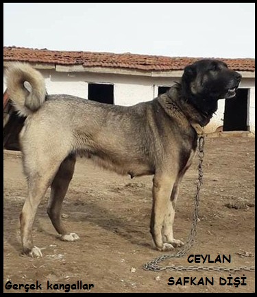 dişi köpekler