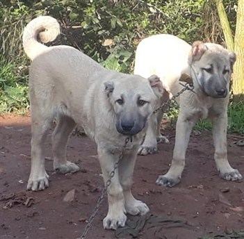 kangal satışları 2021