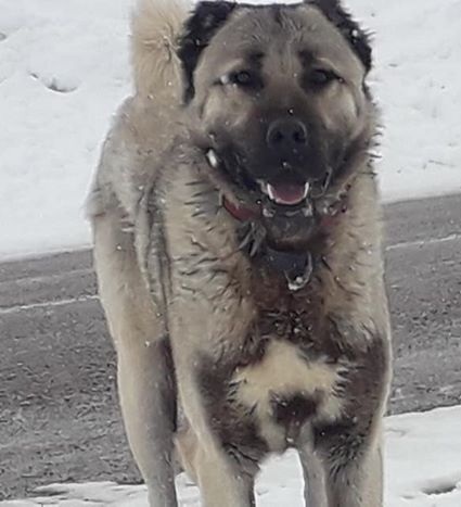 satılık damızlık kangal