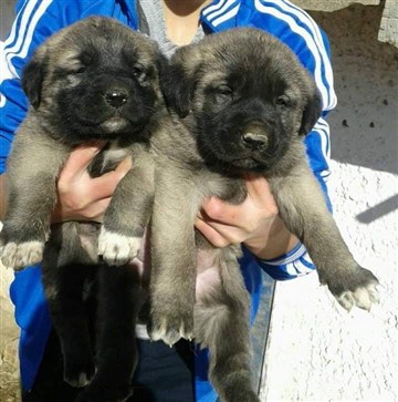 kangal köpek satışı