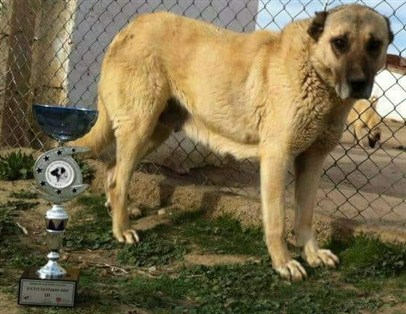 kıf secereli dişi kangal satılık