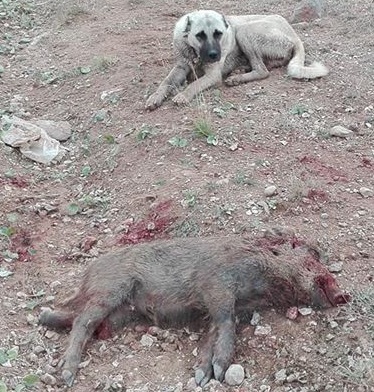 DAMIZLIK KÖPEKLER