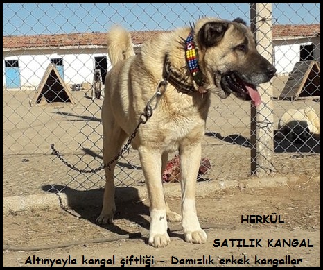 satılık 1 yaşında erkek kangal köpeği