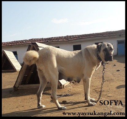 Çiftlikteki dişi kangal köpekler