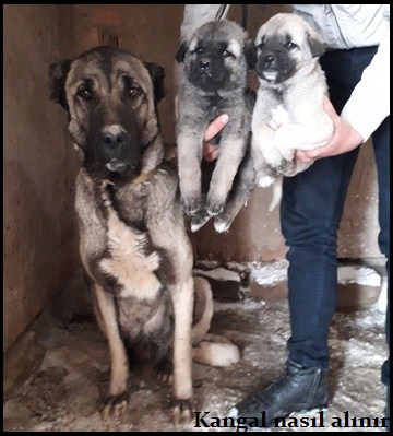 kangal yavrusu nasıl sahiplen dirilmelidir